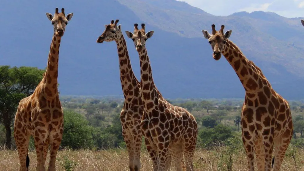 Three more species of giraffe than previously thought, scientists say