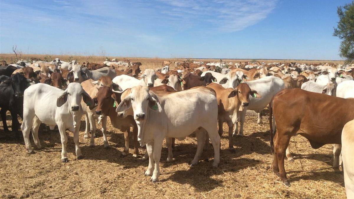 National herd grows, focus shifts to infrastructure and education concerns