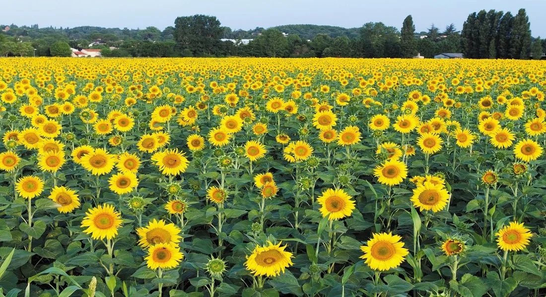 Zimbabwe taps sunflower farming to slash crude oil imports
