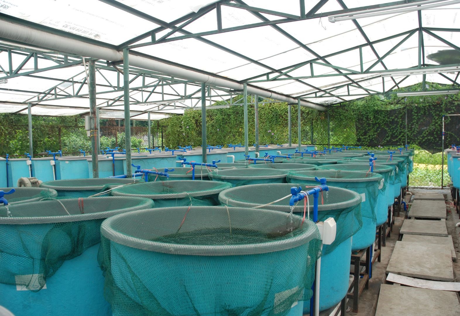 Precision aquaculture boosts fish production capacity