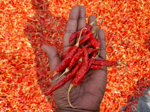 Zim targets US$1bn chilli boom