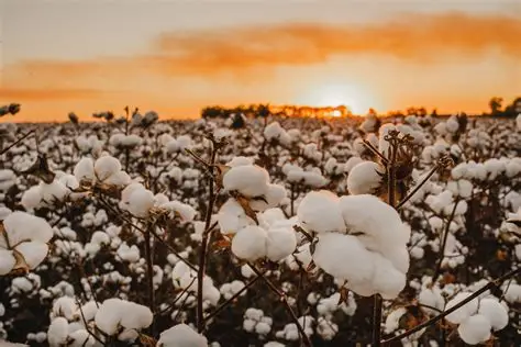Cotton export earnings soar 252%